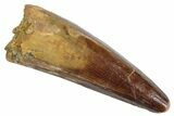 Fossil Spinosaurus Tooth - Real Dinosaur Tooth #259602-1